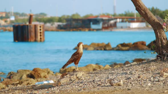 Young crested caracara falcon with brown plumage standing alert by blue water
