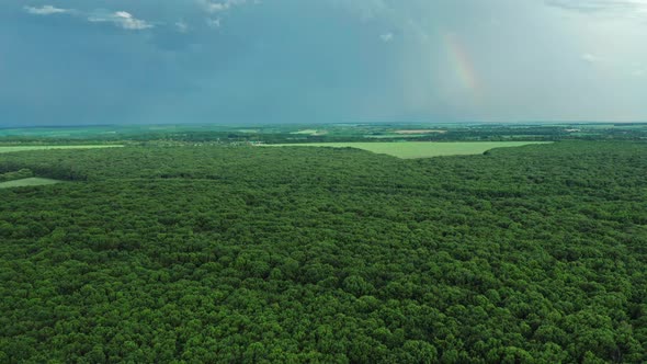 Flying Over a Large Deciduous