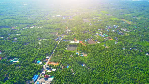 Aerial view of agriculture in coconut grove for cultivation