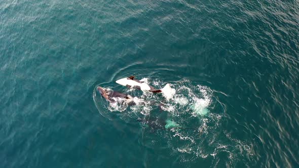 Orca Family Swim and Play Baby in Dark Pacific Waters