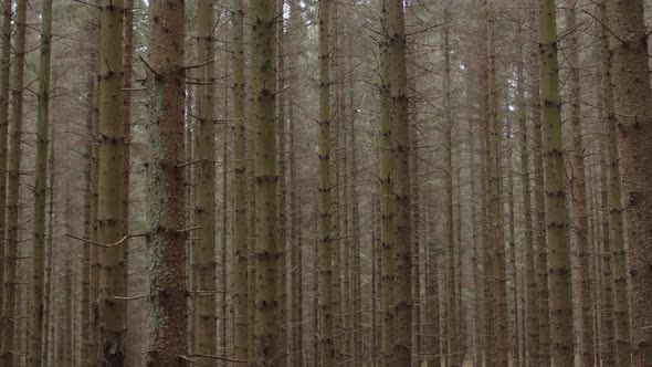 Sideway dolly shot of pine forrest tree trunks.