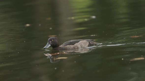 Black tufted duck diving for food slow motion