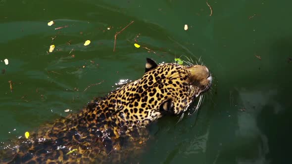 slow-motion of jaguar tiger playing and swimming in pond