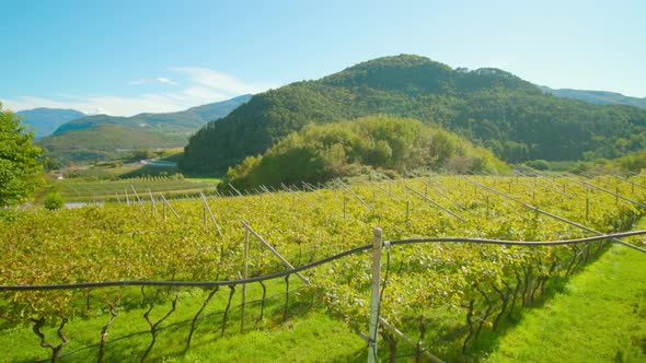 Grape Vine Grows on Plantation Against High Mountains