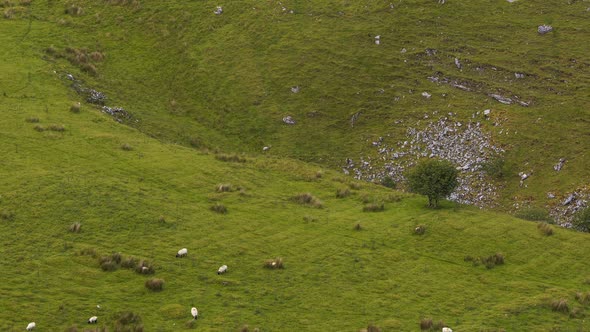 Time lapse of rural agricultural nature landscape during the day in Ireland. alt