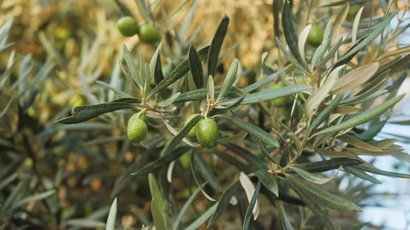 Olive Tree Close Up