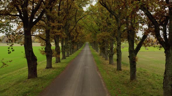 Autumn Road