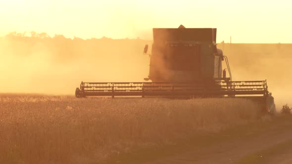 Combine Harvester Gathers the Wheat Crop