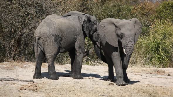 African Elephants - South Africa