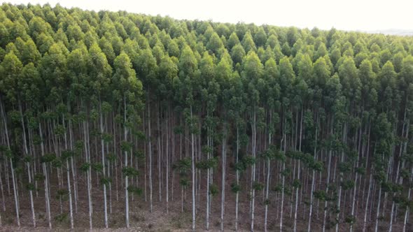 Side view of an eucalyptus forest, showing the tree trunks, aerial view, Uruguay