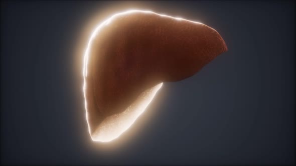 Loop 3d Rendered Medically Accurate Animation of the Human Liver