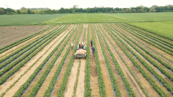 Tracking the Tractor Carrying the Straw Goes Through Rows of Strawberries