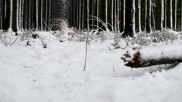 Low angle shot approaching pine tree forest snow winter landscape nature day