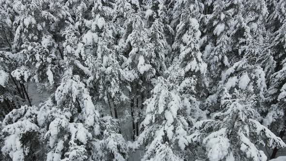 Top of the trees in snow – footage from drone