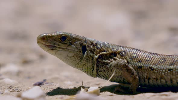 Macro shot of wild reptile lizard resting on dry ground during hot summer day in wilderness