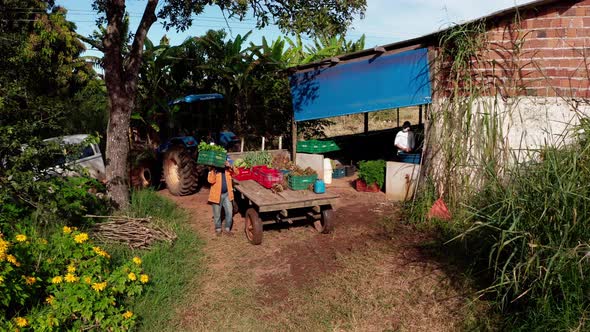 Organic farmer unloading produce for sale at a market stall