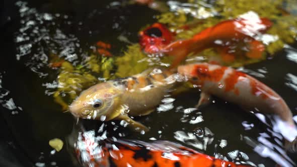 Colorful Fish Swim in the Aquarium