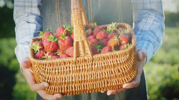 A Farmer Holds a Basket of Ripe Strawberries