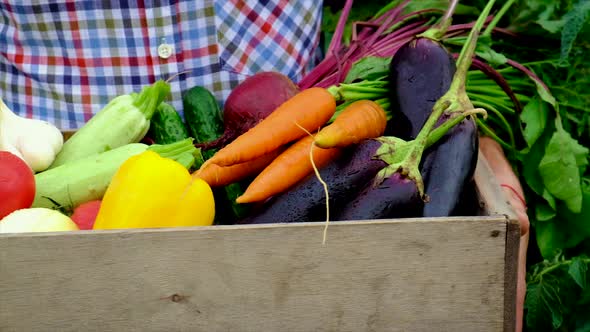 Vegetables in the Hands of a Man in the Garden