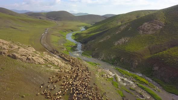 Early in the morning in a village. Shepherd takes the flock to the mountain.