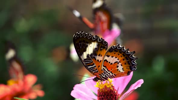 Butterflies Sitting on Flowers and Sucking Honew-dew