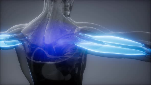 Selected Muscle Anatomy Map alt