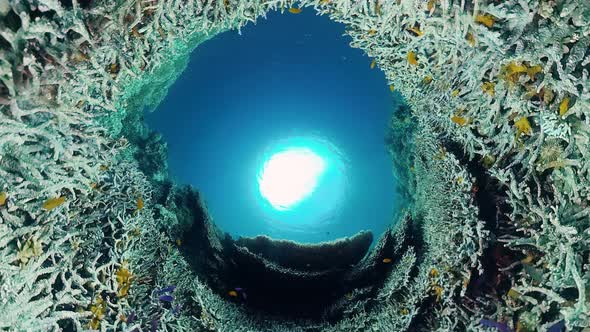 Coral Reef with Fish Underwater. Bohol, Philippines.