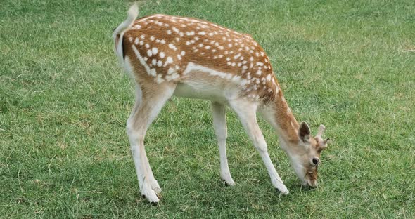 Spotted Deer with Orange Fur on Field in Natural Environment