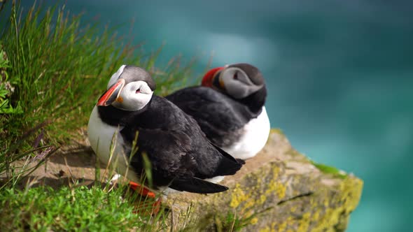 Wild Atlantic Puffin Seabird in the Auk Family in Iceland