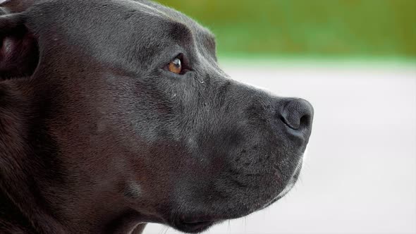 PITBUL DOG SNIFFING  SHOT AT 100FPS 4K