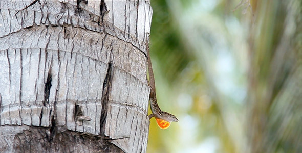 Caribbean Lizard