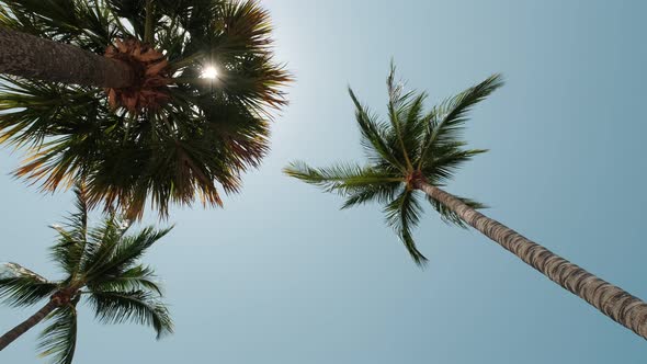 View of Palm Trees Against Sky
