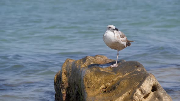 Sea Bird on a Rock Stands on One Leg