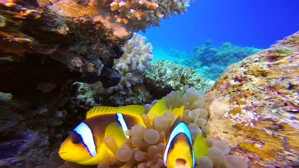 Coloful Underwater Clownfish and Sea Anemones