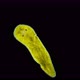 Microscopic Flatworm, Type Plathelminthes, This Worm Mimics Under Nudibranchia, for Protection - VideoHive Item for Sale