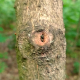 Wooden Eye