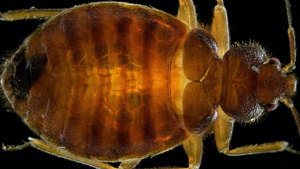 Bed Bug Cimex Lectularius Under a Microscope Order Hemiptera Family Cimicidae
