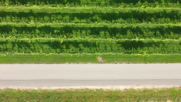 Rural road near vineyards, aerial from above.