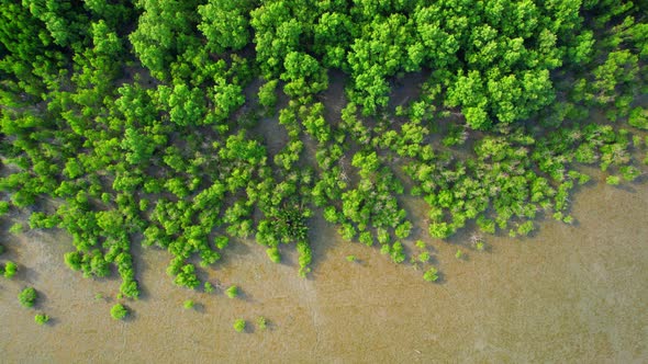 Aerial view over green mangrove forest. nature tropical rainforest