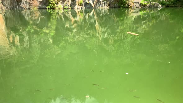 Lots of fish swimming in the lake