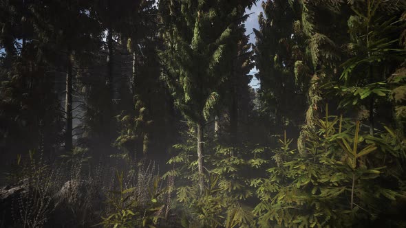 Spruce Forest at Summer Day