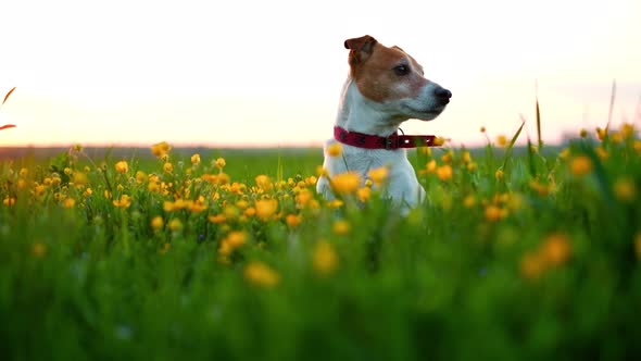 Jack Russel Terrier on Flowers Meadow