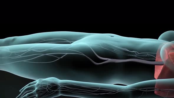 3D animated transparent female nervous system