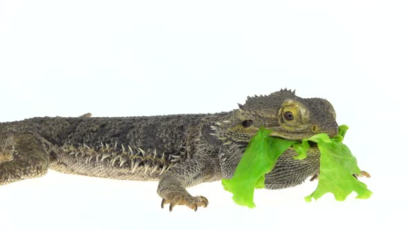 Lizards Bearded Agama or Pogona Vitticeps Eating Leaf Isolated at White Background in Studio