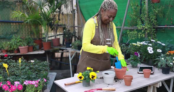 African senior woman working inside greenhouse garden - Nursery and spring concept