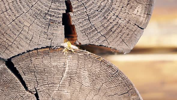 Macro, Slow Motion: The Bee Builds a Nest, Between the Logs, in the Summer House. He Cleans His