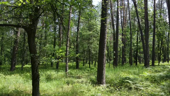 Beautiful Green Forest on a Summer Day Slow Motion