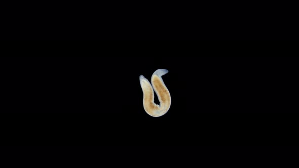 A Flatworm of the Monocelididae Family Under a Microscope Possibly of the Genus Monocelis