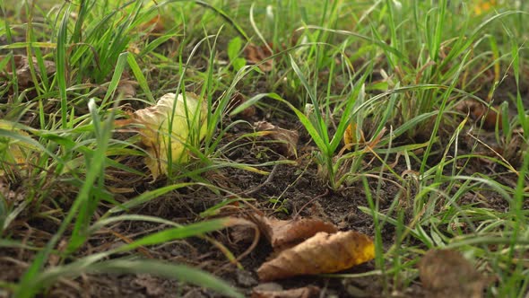 Grass In Autumn On A Ground Background