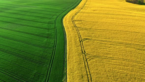 Green and yellow field in countryside at sunrise.